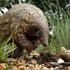 Afrika ülkesi Gabon'da pangolin ve yarasanın tüketim ve satışlarına yasak Afrika ülkesi Gabon'da pangolin ve yarasanın tüketim ve satışlarına yasak