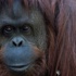 Orangutan Sandra mahkeme tarafından 'insan' yerine konuldu