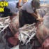 Balıkçıların yaşadığı şok anı!