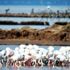 Flamingo cennetini çöl haline getirir