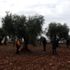 Kilis tde zeytin hasadı tamamlandı