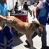 Beyoğlu Belediyesi, Gezi Parkı'nda köpekleri iğneyle bayıltarak topladı Beyoğlu Belediyesi, Gezi Parkı'nda köpekleri iğneyle bayıltarak topladı