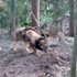 Denizli'de yılanın tilki avı görüntülendi