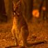 Avustralya'daki yangınlar 113 canlı türünü acil yardıma muhtaç hale getirdi