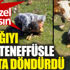 ﻿Nefessiz kalan buzağıyı suni teneffüsle hayata döndürdü