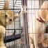 Kedi ve köpek satışı yasaklanıyor Kedi ve köpek satışı yasaklanıyor
