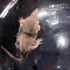 Sivri burun Şanlıurfa'da görüntülendi! 2 gram ağırlığında 5 santim boyunda