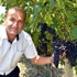 Ekoloji ve iklim olaylarından dolayı üzüm hasadı geç başladı Ekoloji ve iklim olaylarından dolayı üzüm hasadı geç başladı