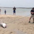 Sahile vuran köpekbalığı büyük uğraşlarla kurtarıldı