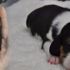 Çinli bilim insanları 'süper köpek' klonladı Çinli bilim insanları 'süper köpek' klonladı