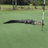 Golf sahasında davetsiz misafir