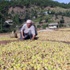İncir Serada Kurutulacak