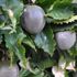 Passiflora meyvesi nedir, nasıl yenir? Passiflora nerede ve ne koşullarda yetişir? Passiflora meyvesi nedir, nasıl yenir? Passiflora nerede ve ne koşullarda yetişir?