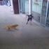 İstanbul'da yolda yürüyen küçük çocuğa 2 köpek birden saldırdı!