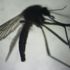 Hindistan'da Zika vakası tespit edildi Hindistan'da Zika vakası tespit edildi
