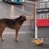 Akıllı köpek! İnsanlar beklemedi köpek bekledi..
