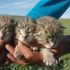 Diyarbakır'da bir yetişkin 3 yavru leopar görüldü Diyarbakır'da bir yetişkin 3 yavru leopar görüldü