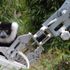 GÖKTÜRK'lerin robotu lemurları besledi