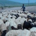 Hayvanlar Da Sıcaklardan Etkilendi