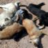 Ayvalık'ta 20 köpek zehirlenerek öldürüldü Ayvalık'ta 20 köpek zehirlenerek öldürüldü