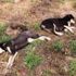 4 köpek zehirli tavuk etleriyle katledildi