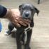 Akıl almaz olay: 4 aylık köpek haczedildi Akıl almaz olay: 4 aylık köpek haczedildi