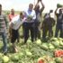 Adana'da karpuz üreticileri isyan etti