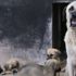 Bu köpekler kapış kapış...Dünyaya gelmeden satılıyor Bu köpekler kapış kapış...Dünyaya gelmeden satılıyor