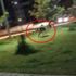 Şehir merkezine indi! Ailelere çağrı yapıldı Şehir merkezine indi! Ailelere çağrı yapıldı
