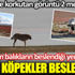 Bir dönem balıkların beslendiği yerde şimdi köpekler besleniyor. Dev gölde korkutan görüntü 2 metreyi aştı Bir dönem balıkların beslendiği yerde şimdi köpekler besleniyor. Dev gölde korkutan görüntü 2 metreyi aştı