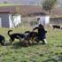 Köye yerleşerek, 'köpek oteli' kurdular