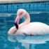 Otelin havuzuna düşen yaralı flamingoyu görenler şoke oldu Otelin havuzuna düşen yaralı flamingoyu görenler şoke oldu