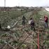 Tarım Bakanı'ndan Antalya'daki afetle ilgili açıklama