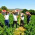 Fabrika işçisinin ektiği kapya biber köylünün umudu ...