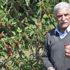Kirazlı’da artık kiraz üretimi bitiyor Kirazlı’da artık kiraz üretimi bitiyor