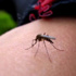 Dünya Sağlık Örgütü’nden Zika virüsü uyarısı