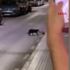Sokakta kedi ile farenin kavgası kamerada |Video