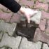 Elektrik arızasını tespitte artık köpekler devrede Elektrik arızasını tespitte artık köpekler devrede