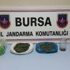 Bursa’da İki Ayrı Operasyonda 835 Gram Esrar Ele Geçirildi Bursa’da İki Ayrı Operasyonda 835 Gram Esrar Ele Geçirildi
