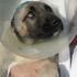 Kulakları kesilen köpek yavruları koruma altına alındı Kulakları kesilen köpek yavruları koruma altına alındı
