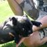 Köpeğine Covid-19 ismini verdi