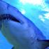 Yeni Kaledonya'da köpek balığı saldırısı