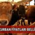2017 Kurban fiyatları kaç TL? İşte küçükbaş ve büyükbaş kurbanlık fiyatları