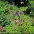 Ormandaki uyuşturucuyu drone ve foto kapanla buldular
