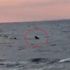 Saros Körfezi'nde kıyı yakınında köpekbalığı paniği