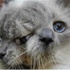 Çift başlı kedi kansere yenik düştü! Çift başlı kedi kansere yenik düştü!