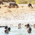 Turistler domuzlarla yüzdü Turistler domuzlarla yüzdü