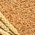 Tahılların protein içeriği de azalıyor Tahılların protein içeriği de azalıyor