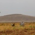 IŞİD Kobani'nin batısında mevzi kaybediyor