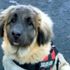 8 saatlik operasyonla köpeğin yüzünden yumruk büyüklüğünde tümör çıkarıldı 8 saatlik operasyonla köpeğin yüzünden yumruk büyüklüğünde tümör çıkarıldı